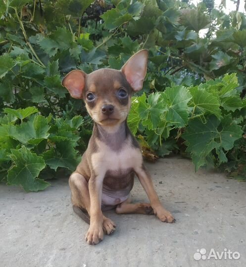 Веселая компания