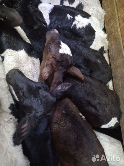 Телята бычки