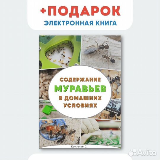 Муравьи Жнецы (матка+рабочие)