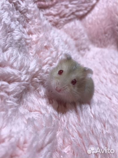 Джунгарский хомяк