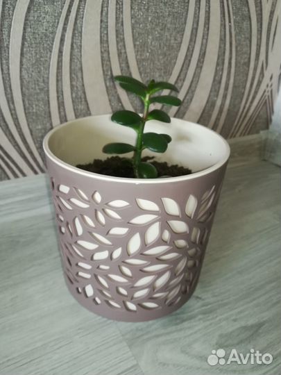 Денежное дерево. Толстянка