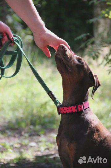 Дрессировка собак. Кинолог