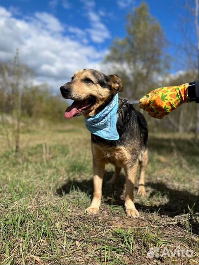 Спокойная собака - улыбака ищет дом