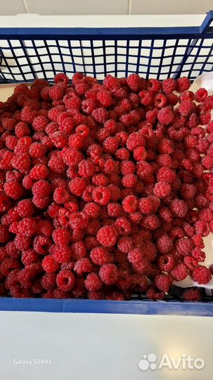 Малина ягоды свежая