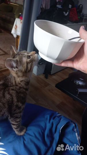 Кошки в добрые руки бесплатно