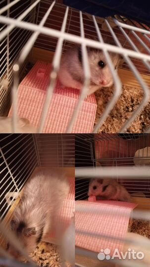 Сирийский хомяк девочка
