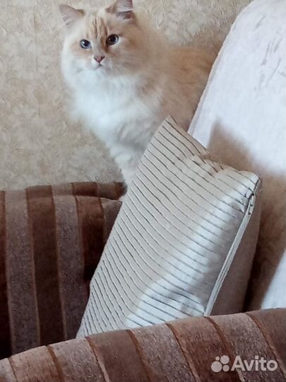 Передержка домашних котов и кошек