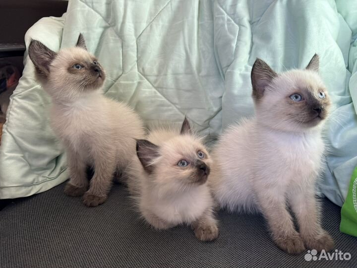 Сиамские котята