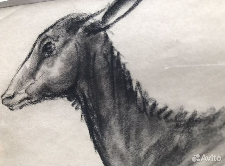 Рисунок с оленем/ Étude DE biche