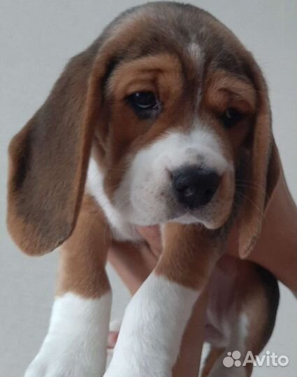 Щенки бигль