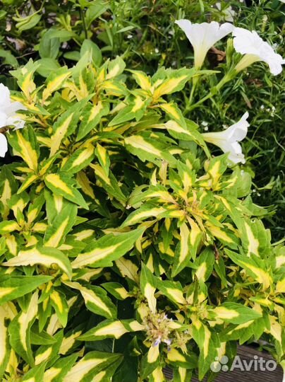 Колеусы сортовые