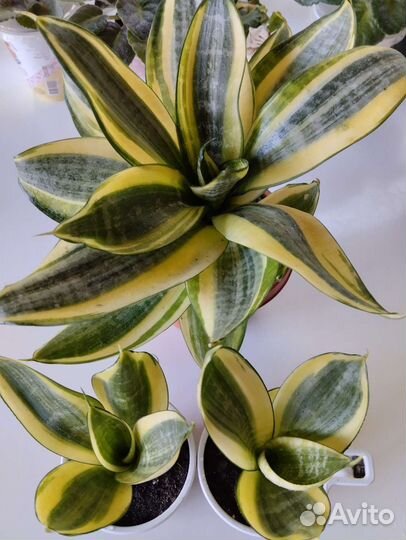 Сансовирия