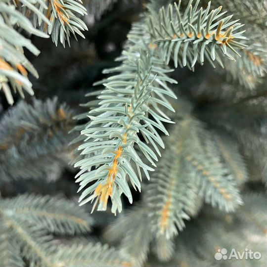 Ель искусственная Датская голубая