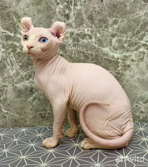 Канадский разноглазый сфинкс эльф котенок