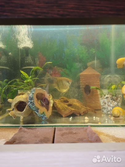 Аквариум с рыбками