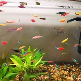 Аквариумные рыбки тернеции гло glofish, данио гло