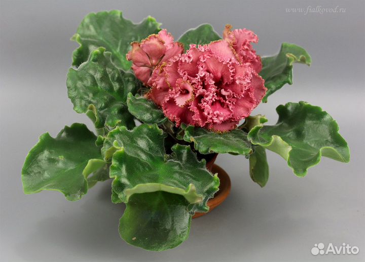 Фиалки-лист укоренённый