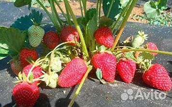 Рассада клубники альбион