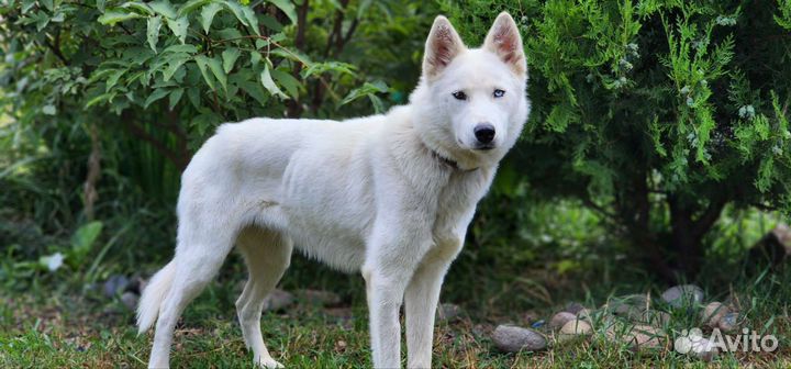 Аляска в добрые руки