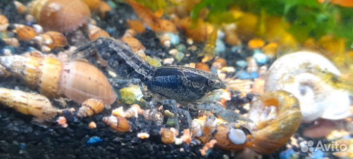 Голубые раки, болотные, карликовые