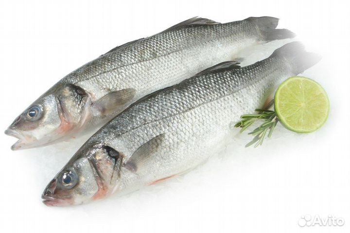 Рыба сибас оптом