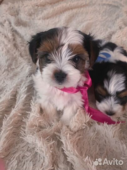 Щенки бивер