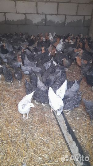 Куры молодки несушки