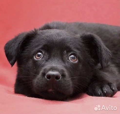 Щенок Лана. Метис лабрадора в дар
