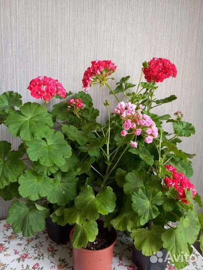 Герань пеларгония