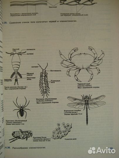 Н.Грин, У.Стаут, Д.Тейлор Биология в 3 томах, 1990