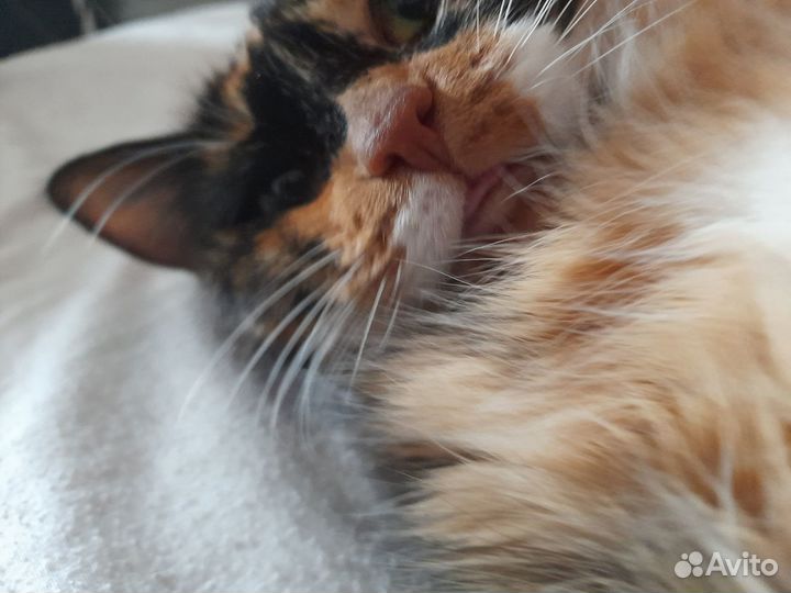 Отдам кошку в хорошие руки