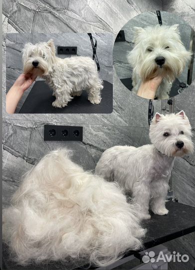 Тримминг (груминг), экспресс линька, стрижка собак