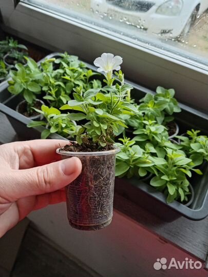 Черенки калибрахоа