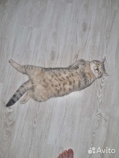 Кот вязка