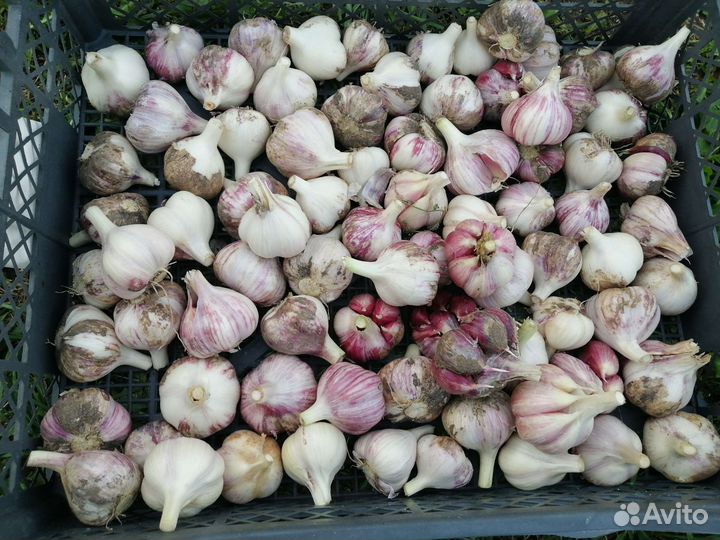 Чеснок зимний