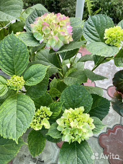 Саженцы садовых цветов