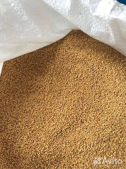 Горчица жëлтая сидерат