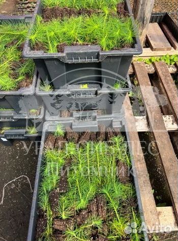 Сеянцы зкс Сосна Ель Лиственница окс Голуб Горн