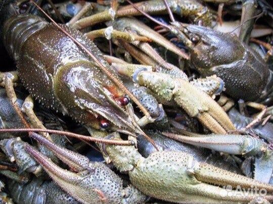 Раки и крабы Саранск
