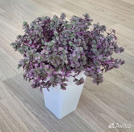 Дендробиум