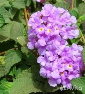 Лантана Камара