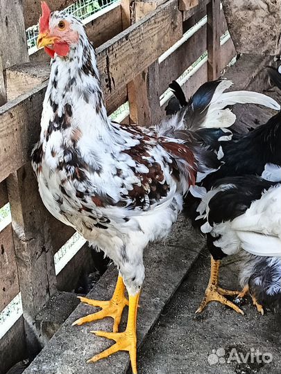 Ливенские ситцевые петушки