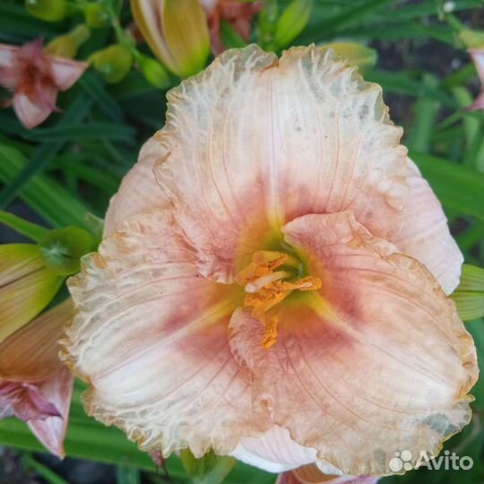 Лилии сортовые, Лилейники