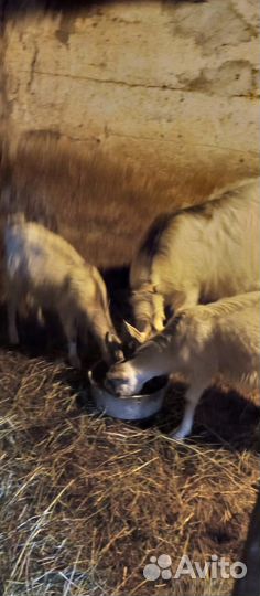 Продаётся козочка