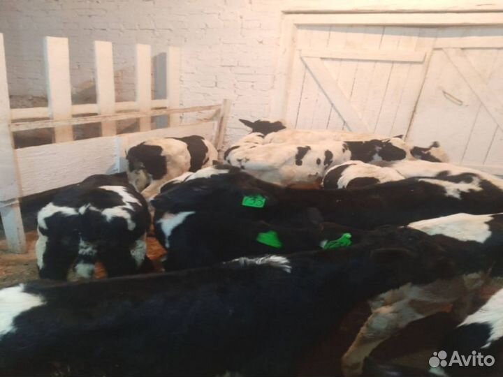 Крс на откорм, бычки