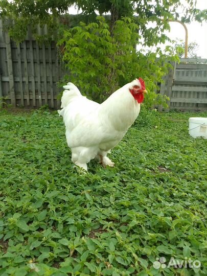 Петух, гуси