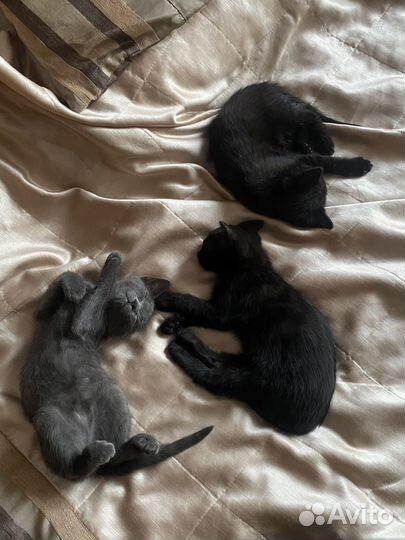 Отдам котят в добрые руки