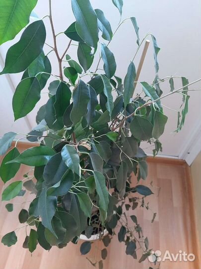 Фикус бенджамина пестролистный большой