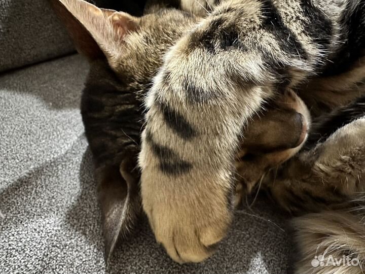 Бенгальский кот в добрые руки