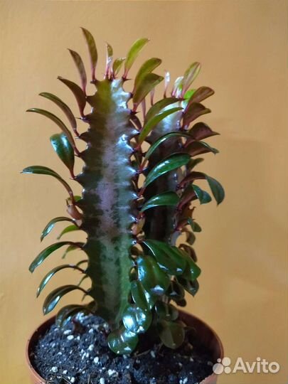 Эуфорбия Тригона Рубра / Euphorbia Trigona Rubra